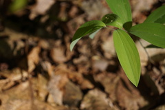 Uvularia sessilifolia