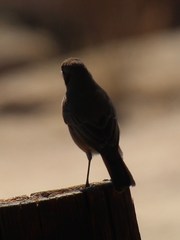 Pycnonotus nigricans