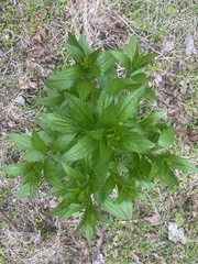 Lithospermum latifolium