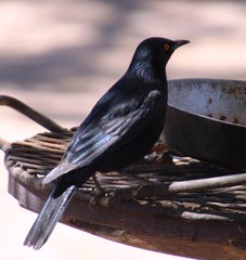 Onychognathus nabouroup