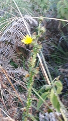 Berkheya umbellata