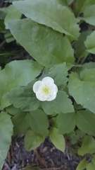 Anemonastrum deltoideum