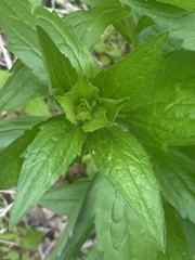 Lithospermum latifolium