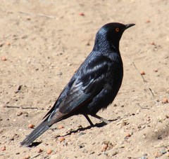 Onychognathus nabouroup