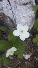 Anemonastrum deltoideum