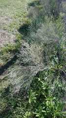 Baccharis notosergila