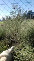 Baccharis notosergila