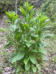 Lithospermum latifolium
