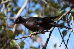 Onychognathus nabouroup