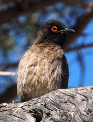 Pycnonotus nigricans