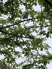 Cyanocitta cristata