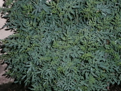 Ruta graveolens