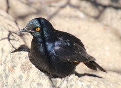 Onychognathus nabouroup