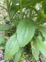 Lithospermum latifolium