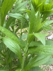 Lithospermum latifolium