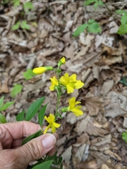 Sophoreae