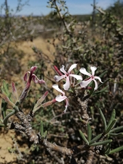Pachypodium succulentum