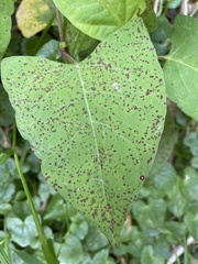 Mycosphaerella polygoni-cuspidati