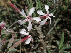 Pachypodium succulentum