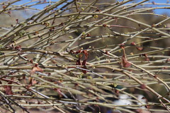 Adenolobus garipensis