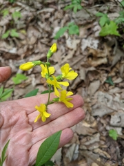 Sophoreae