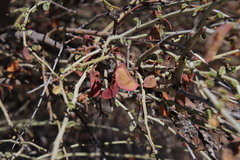 Adenolobus garipensis