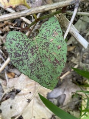 Mycosphaerella polygoni-cuspidati