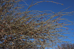 Adenolobus garipensis