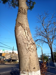 Roseodendron donnell-smithii
