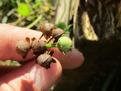 Ipomoea grandifolia