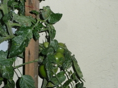 Solanum lycopersicum