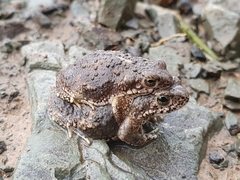 Poyntonophrynus vertebralis