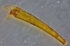 Leptocerus americanus