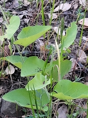 Aristolochia californica
