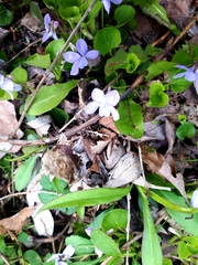 Viola sororia