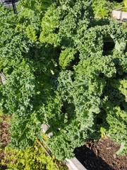 Brassica oleracea