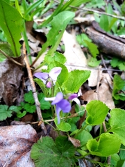 Viola sororia