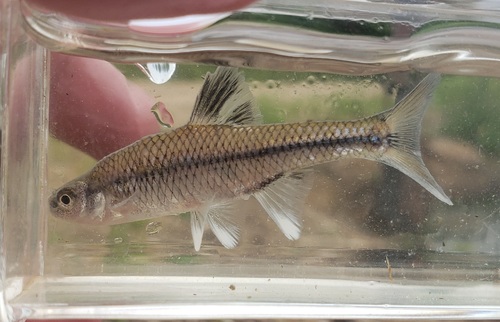 Pugnose minnow (Opsopoeodus emiliae) — Cyprinidae — 4