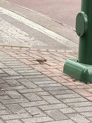 Passer domesticus