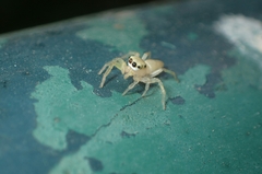 Epocilla