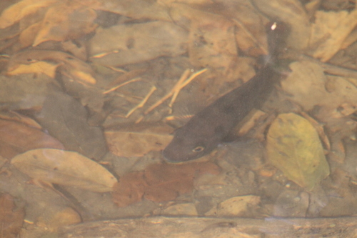 Blackstripe Cichlid