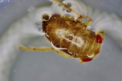 Neoplea striola