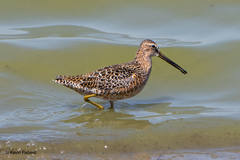 Limnodromus scolopaceus