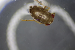 Neoplea striola