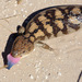 Blotched Blue-tongued Skink - Photo (c) Erland Refling Nielsen, some rights reserved (CC BY-NC)