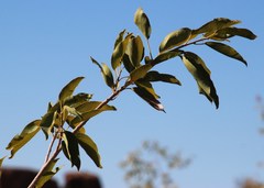 Ficus cordata