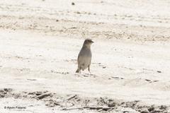 Passer domesticus