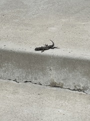Sceloporus occidentalis