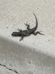 Sceloporus occidentalis