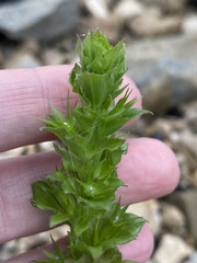 Triodanis texana